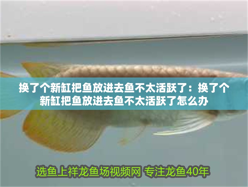 換了個新缸把魚放進去魚不太活躍了：換了個新缸把魚放進去魚不太活躍了怎么辦