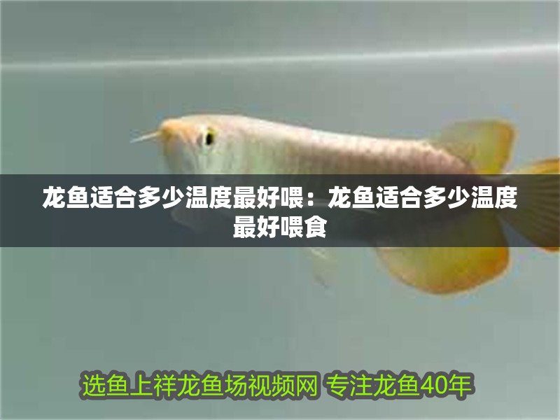 龍魚適合多少溫度最好喂：龍魚適合多少溫度最好喂食