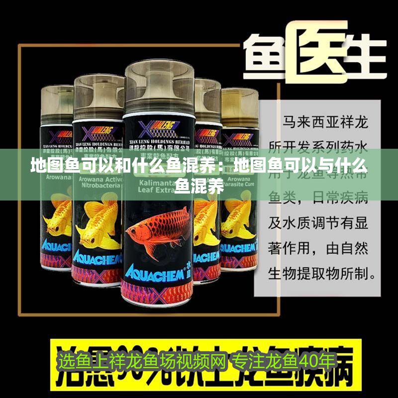 地圖魚可以和什么魚混養：地圖魚可以與什么魚混養