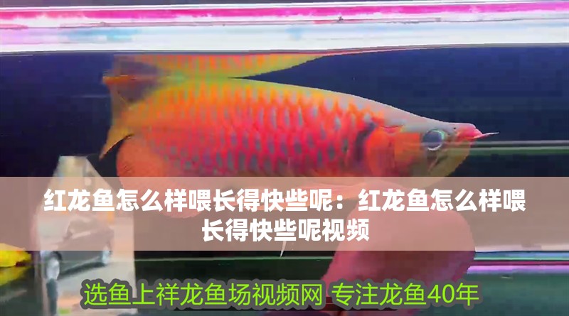 紅龍魚怎么樣喂長得快些呢：紅龍魚怎么樣喂長得快些呢視頻