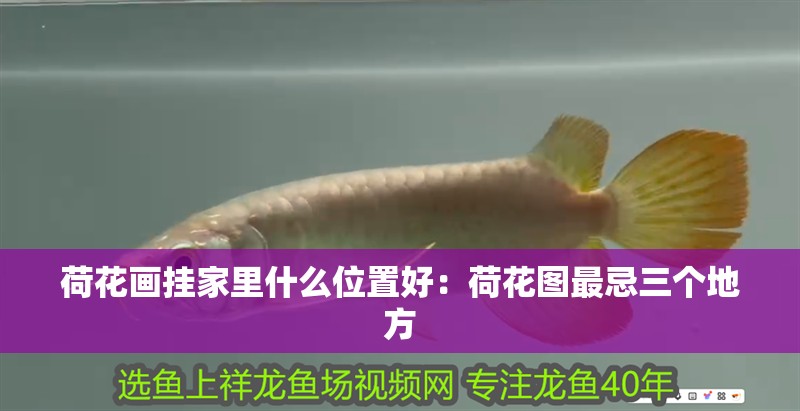 荷花畫掛家里什么位置好：荷花圖最忌三個地方