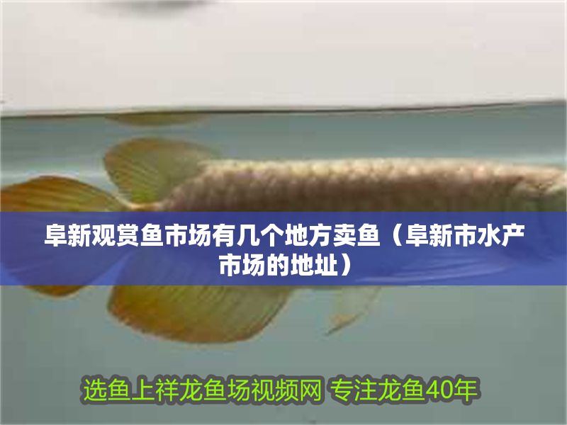 阜新觀賞魚(yú)市場(chǎng)有幾個(gè)地方賣魚(yú)（阜新市水產(chǎn)市場(chǎng)的地址）