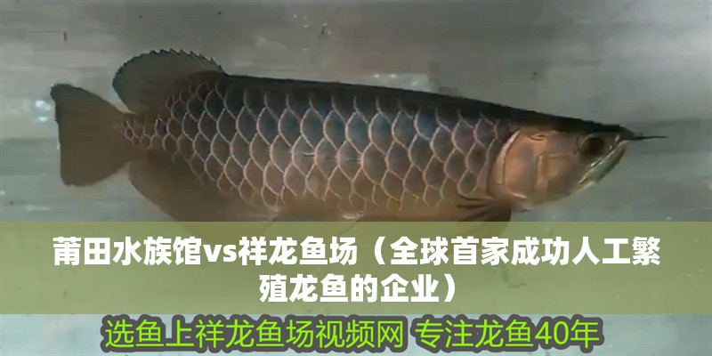 莆田水族館vs祥龍魚場（全球首家成功人工繁殖龍魚的企業(yè)）