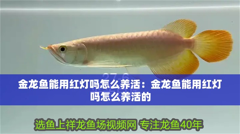 金龍魚(yú)能用紅燈嗎怎么養(yǎng)活：金龍魚(yú)能用紅燈嗎怎么養(yǎng)活的