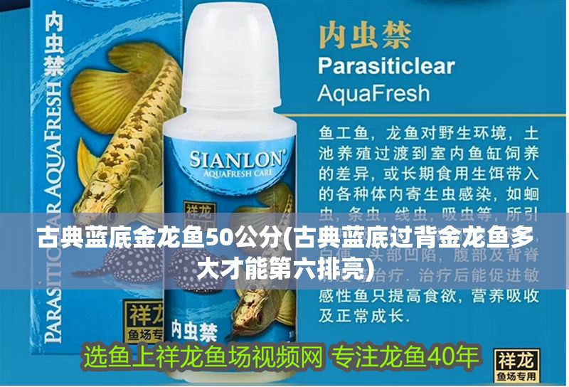 古典藍底金龍魚50公分(古典藍底過背金龍魚多大才能第六排亮)