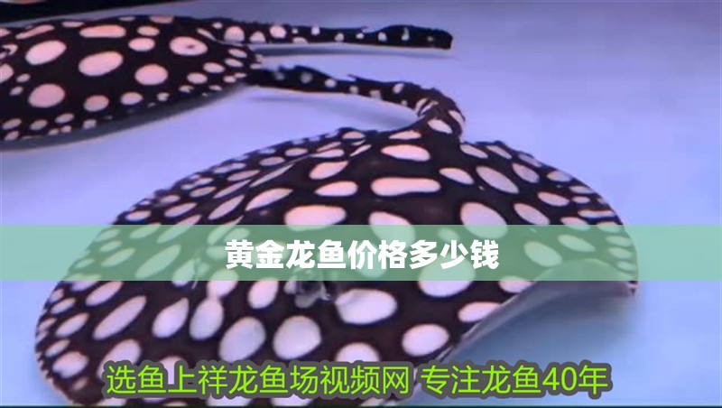 黃金龍魚價格多少錢