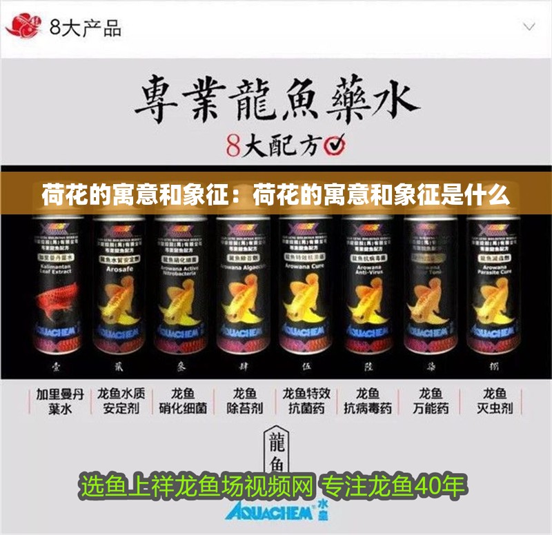 荷花的寓意和象征：荷花的寓意和象征是什么