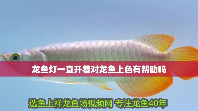 龍魚燈一直開著對龍魚上色有幫助嗎