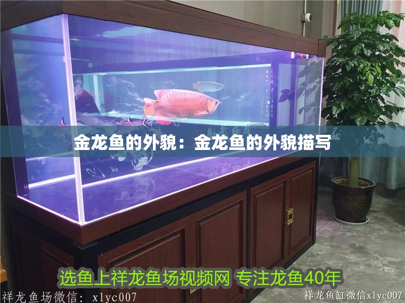金龍魚的外貌：金龍魚的外貌描寫