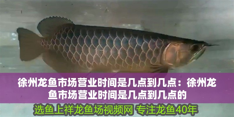 徐州龍魚市場營業時間是幾點到幾點：徐州龍魚市場營業時間是幾點到幾點的