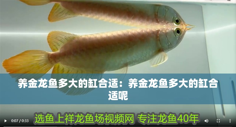 養金龍魚多大的缸合適：養金龍魚多大的缸合適呢