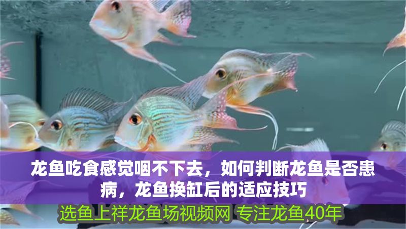 龍魚吃食感覺咽不下去，如何判斷龍魚是否患病，龍魚換缸后的適應技巧 龍魚吃食感覺咽不下去，如何判斷龍魚是否患病，龍魚換缸后的適應技巧 龍魚百科 第2張