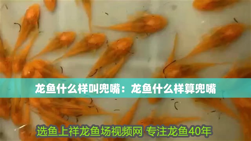 龍魚什么樣叫兜嘴：龍魚什么樣算兜嘴