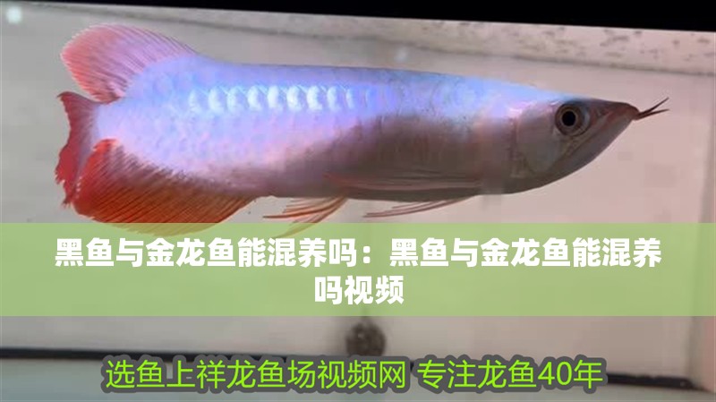 黑魚與金龍魚能混養嗎:黑魚與金龍魚能混養嗎視頻 水族問答 黑魚與金龍魚能混養嗎:黑魚與金龍魚能混養嗎視頻 黑魚與金龍魚能混養嗎:黑魚與金龍魚能混養嗎視頻 水族問答