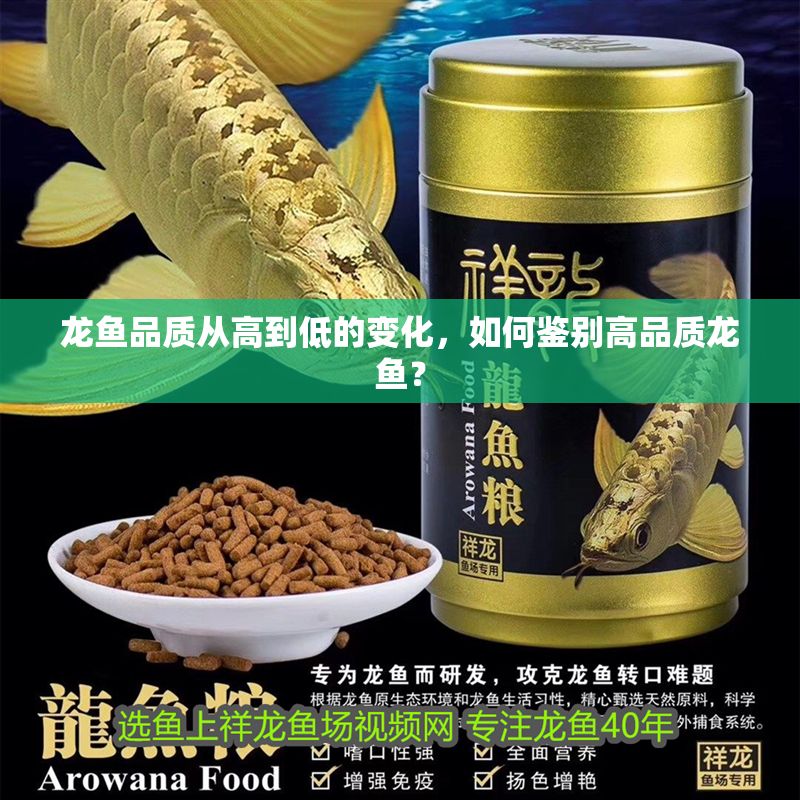 龍魚品質(zhì)從高到低的變化，如何鑒別高品質(zhì)龍魚？