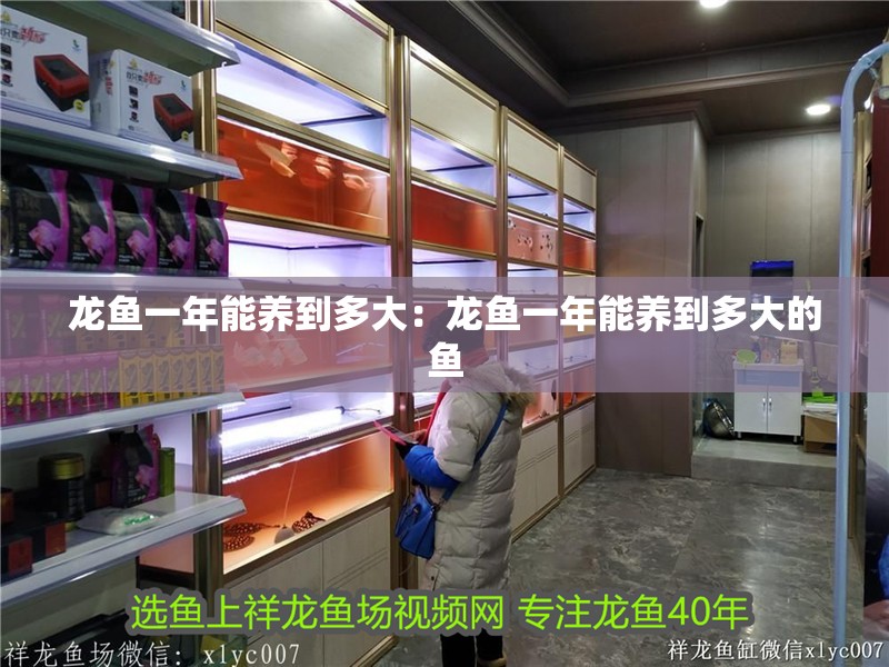 龍魚一年能養到多大：龍魚一年能養到多大的魚