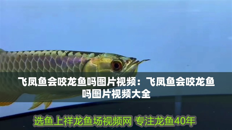 飛鳳魚會咬龍魚嗎圖片視頻：飛鳳魚會咬龍魚嗎圖片視頻大全