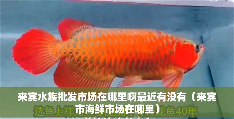 來賓水族批發市場在哪里啊最近有沒有（來賓市海鮮市場在哪里）