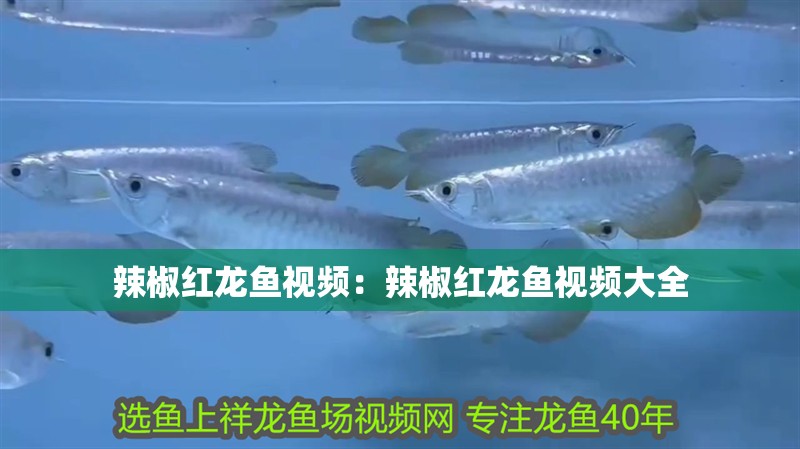辣椒紅龍魚視頻：辣椒紅龍魚視頻大全