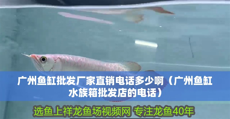 廣州魚缸批發廠家直銷電話多少?。◤V州魚缸水族箱批發店的電話）