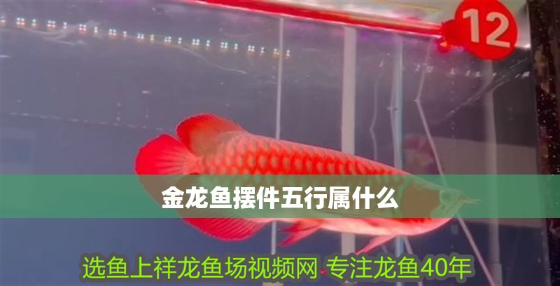 金龍魚擺件五行屬什么