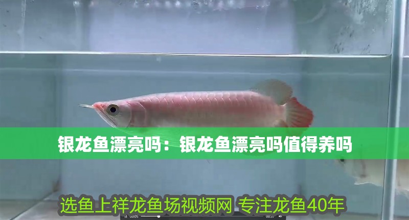 銀龍魚漂亮嗎：銀龍魚漂亮嗎值得養(yǎng)嗎