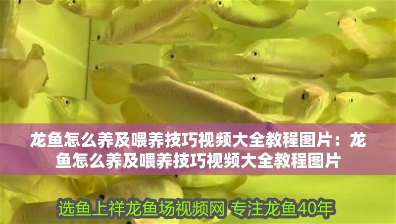 龍魚怎么養及喂養技巧視頻大全教程圖片：龍魚怎么養及喂養技巧視頻大全教程圖片