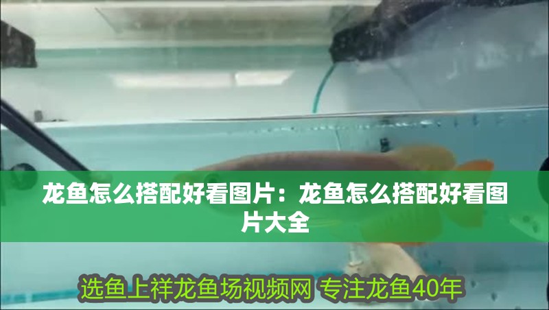 龍魚怎么搭配好看圖片：龍魚怎么搭配好看圖片大全