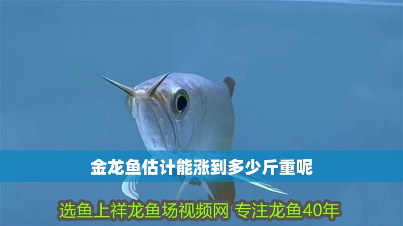 金龍魚(yú)估計(jì)能漲到多少斤重呢