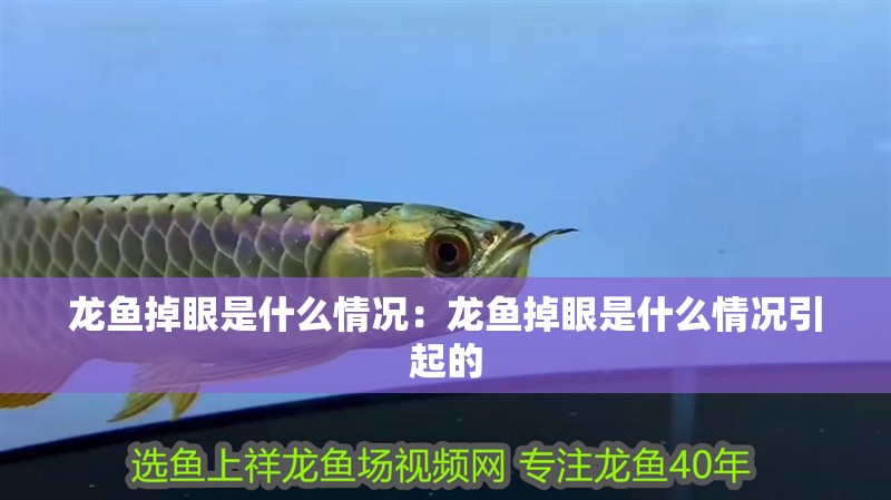 龍魚掉眼是什么情況：龍魚掉眼是什么情況引起的 龍魚掉眼是什么情況：龍魚掉眼是什么情況引起的 水族問答