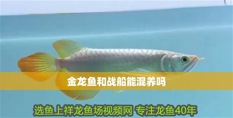 金龍魚和戰船能混養嗎