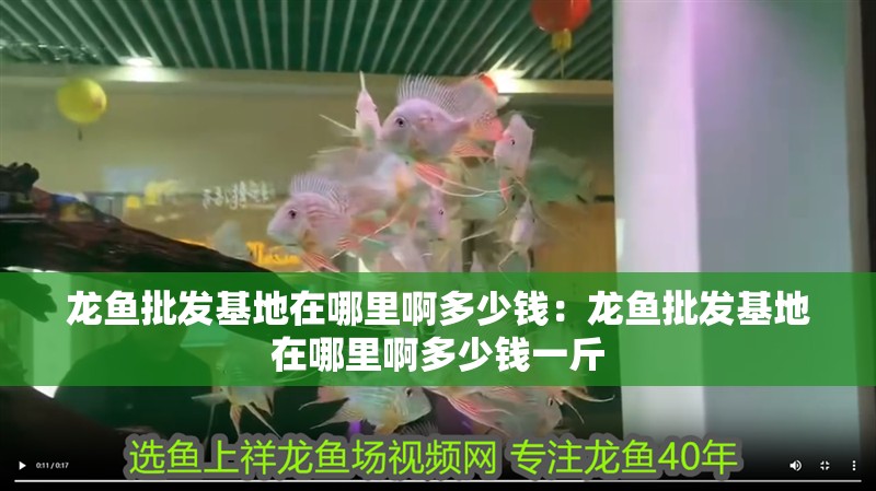 龍魚批發基地在哪里啊多少錢：龍魚批發基地在哪里啊多少錢一斤