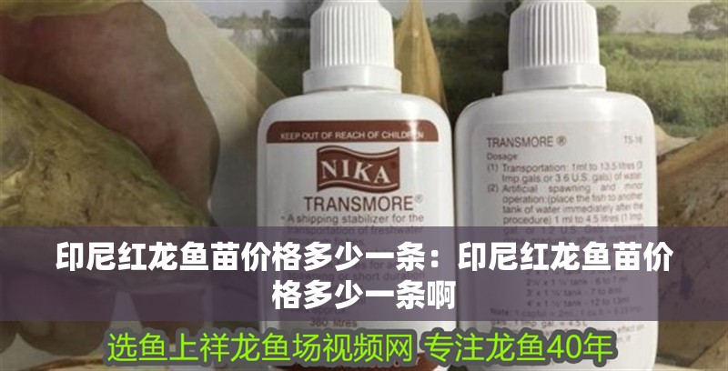 印尼紅龍魚苗價格多少一條：印尼紅龍魚苗價格多少一條啊