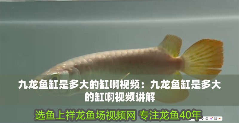 錦鯉魚缸水白色渾濁怎么辦呢(錦鯉魚缸水白色渾濁怎么辦呢圖片)