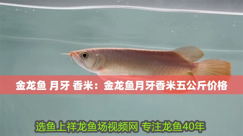 金龍魚 月牙 香米：金龍魚月牙香米五公斤價格