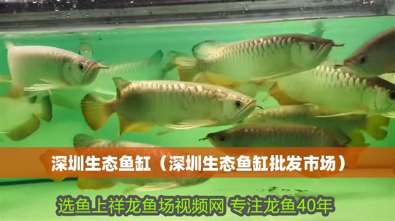 深圳生態魚缸（深圳生態魚缸批發市場）