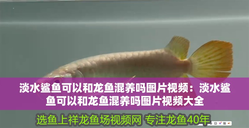 淡水鯊魚可以和龍魚混養嗎圖片視頻：淡水鯊魚可以和龍魚混養嗎圖片視頻大全