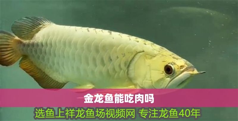 金龍魚能吃肉嗎