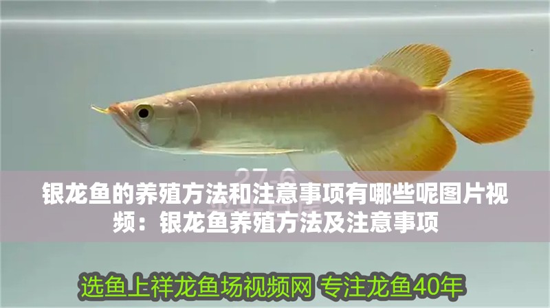 銀龍魚的養殖方法和注意事項有哪些呢圖片視頻：銀龍魚養殖方法及注意事項