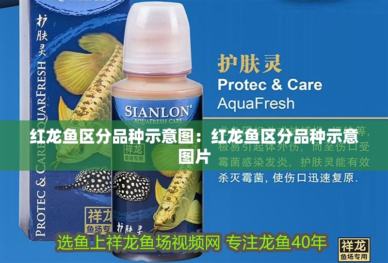 紅龍魚區分品種示意圖：紅龍魚區分品種示意圖片