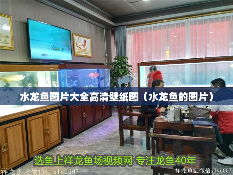 水龍魚圖片大全高清壁紙圖（水龍魚的圖片）