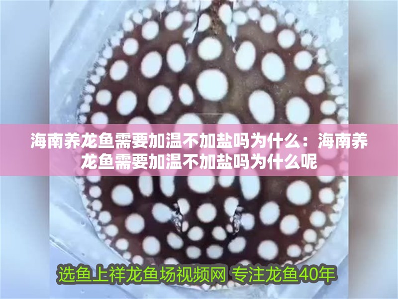 海南養龍魚需要加溫不加鹽嗎為什么：海南養龍魚需要加溫不加鹽嗎為什么呢