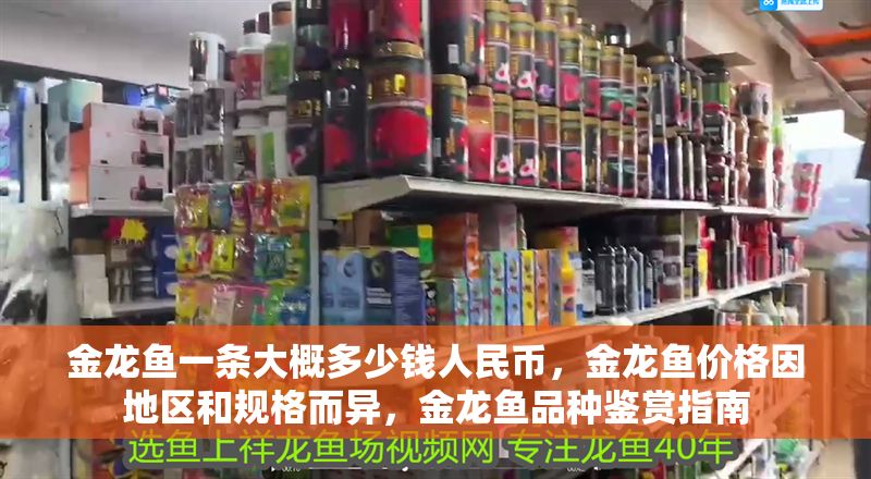 金龍魚一條大概多少錢人民幣，金龍魚價格因地區和規格而異，金龍魚品種鑒賞指南