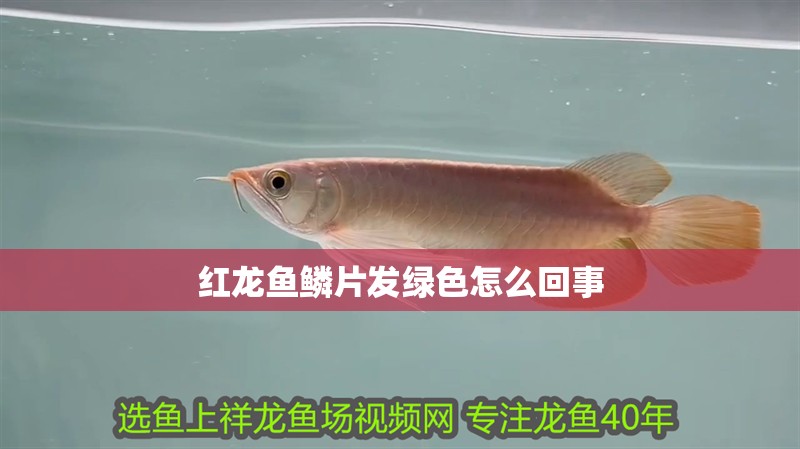 紅龍魚鱗片發(fā)綠色怎么回事