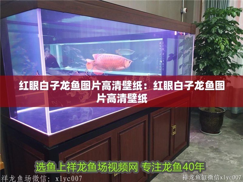 紅眼白子龍魚圖片高清壁紙：紅眼白子龍魚圖片高清壁紙