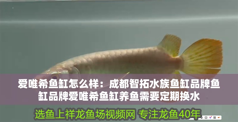 愛唯希魚缸怎么樣：成都智拓水族魚缸品牌魚缸品牌愛唯希魚缸養(yǎng)魚需要定期換水