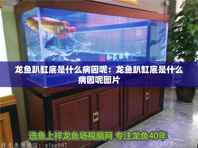 龍魚趴缸底是什么病因呢：龍魚趴缸底是什么病因呢圖片