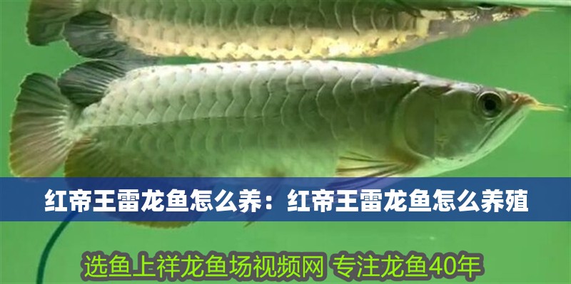 紅帝王雷龍魚怎么養(yǎng)：紅帝王雷龍魚怎么養(yǎng)殖