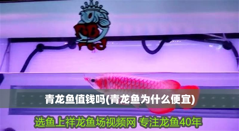 青龍魚值錢嗎(青龍魚為什么便宜)