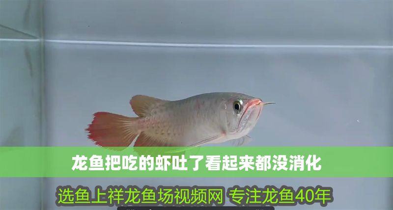 龍魚把吃的蝦吐了看起來都沒消化